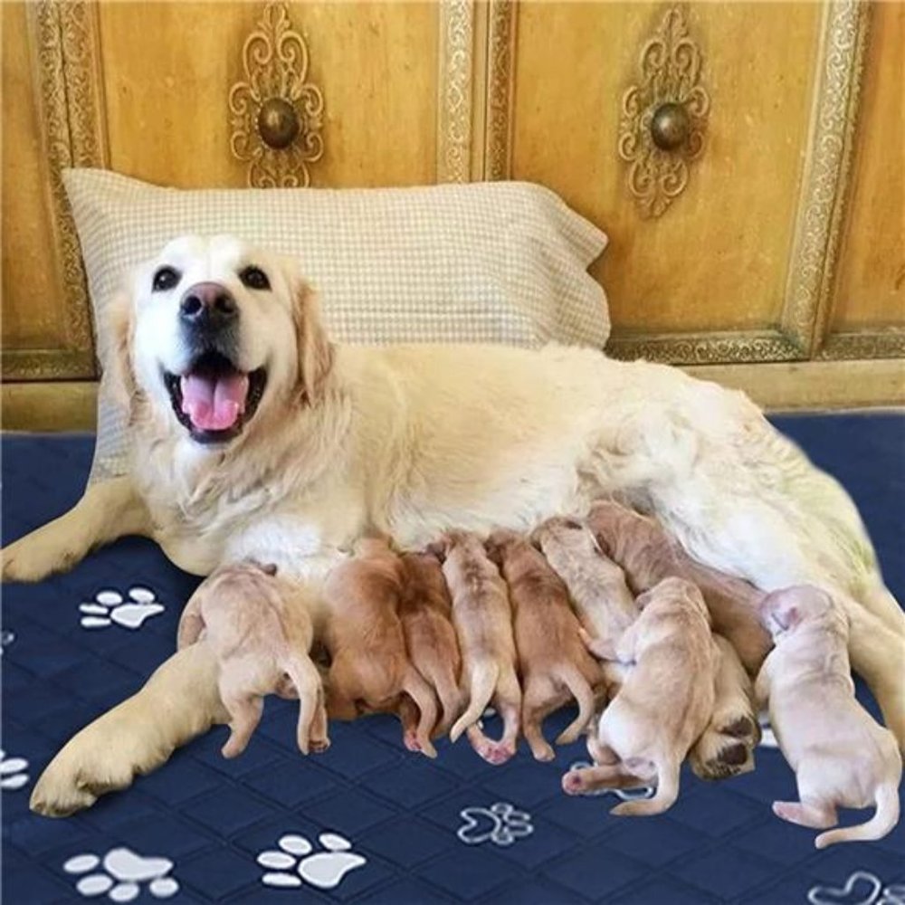 Pee Pads for Dogs, Whelping Pads Washable & Waterproof Reusable Large Puppy Pads